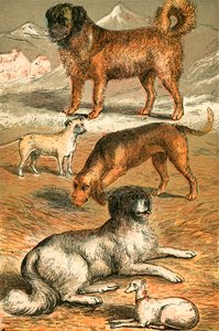 St Bernard, Bulldog, Bloodhound, Newfoundland and Italian Greyhound by English School