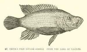 St Peters Fish (Chromis Simonis), from the Lake of Galilee