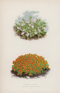 Stachys Corsica; Nertera Scapanioides by English School