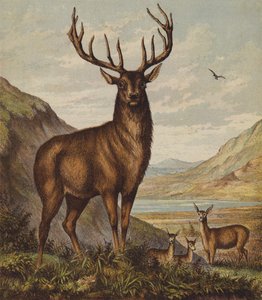 Stag by English School