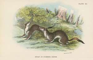 Stoat in Summer Dress by English School