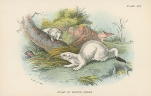 Stoat in Winter Dress by English School