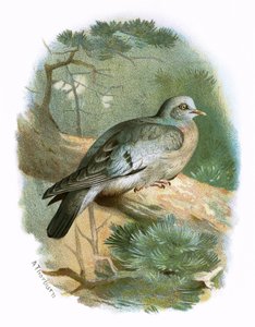 Stock Dove