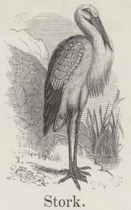Stork by English School