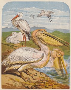 Storks and pelicans