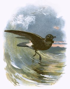 Storm Petrel by English School