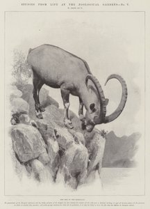 Studies from Life at the Zoological Gardens (engraving)
