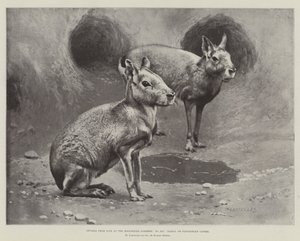 Studies from Life at the Zoological Gardens, Maras, or Patagonian Cavies by English School