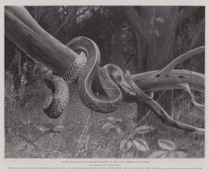 Studies from Life at the Zoological Gardens, South American Corais Snake