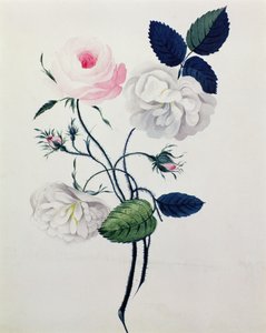 Study of White and Pink Roses by English School