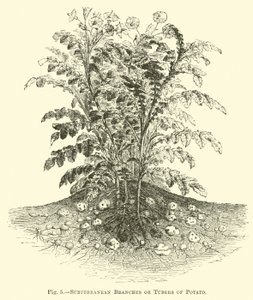 Subterranean Branches or Tubers of Potato by English School