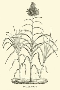 Sugar-cane by English School