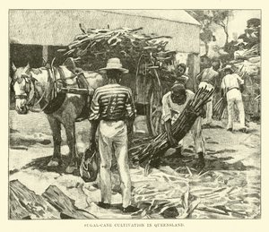 Sugar-cane Cultivation in Queensland