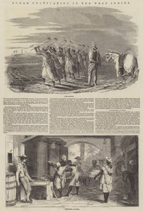 Sugar Cultivation in the West Indies