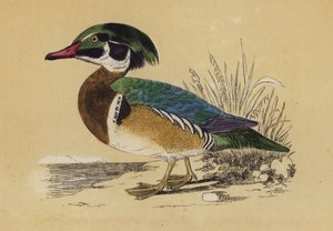 Summer Duck