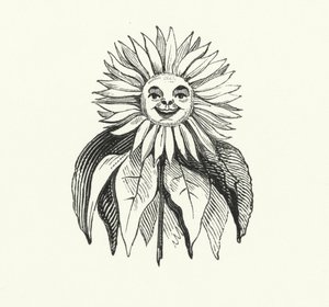 Sunflower by English School