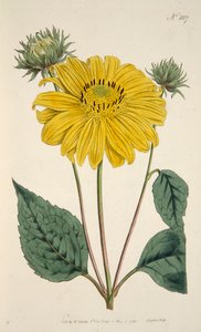 Sunflower, pub. 1796 (hand coloured engraving)