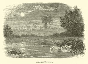 Swans Sleeping