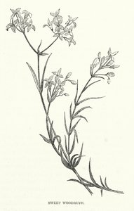 Sweet Woodruff by English School