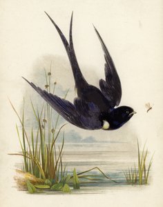 Swift by English School