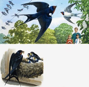 Swifts by English School
