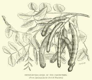 Swine Husks, Pods of the Carob-Tree
