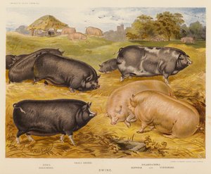 Swine