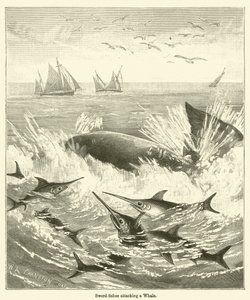 Sword-fishes attacking a Whale by English School