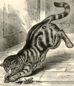 Tabby Cat Pouncing on a Mouse
