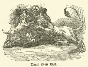 Tame Lion Bait by English School