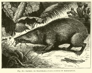 Tanrec, or Trandraka (Centetes Ecaudatus) of Madagascar by English School