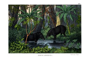 Tapir by English School