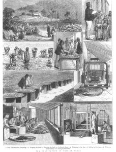 Tea Cultivation in British India, 1876