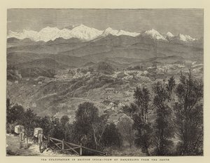 Tea Cultivation in British India, View of Darjeeling from the South