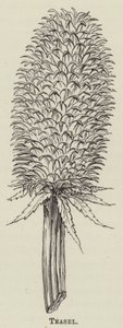 Teasel by English School