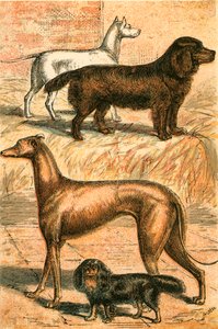 Terrier, Spaniel, Greyhound and King Charles Spaniel