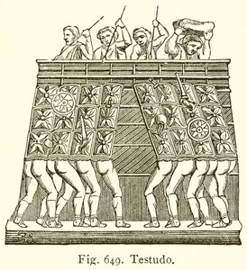 Testudo by English School