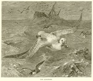 The Albatross by English School