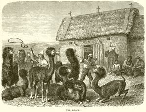 The Alpaca