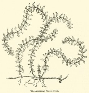 The American Water-Weed by English School