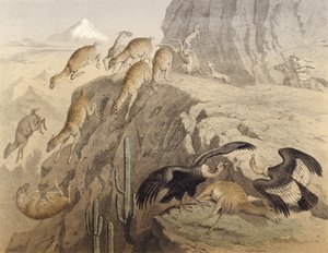 The Andes mountains in Peru, hunting the llama, the condor by English School