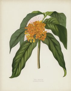 The Asoca