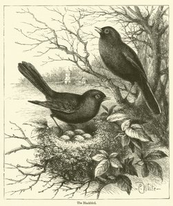 The Blackbird by English School