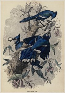 The Blue Jay