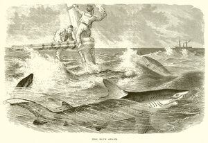The Blue Shark by English School