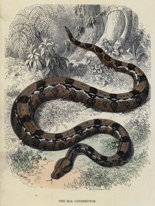 The Boa Constrictor (coloured engraving) by English School