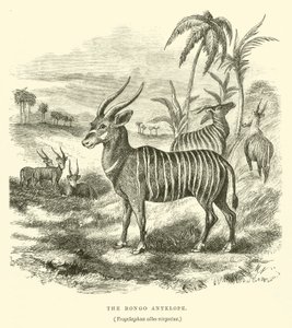 The Bongo Antelope, Trogelaphus albo-virgatus by English School
