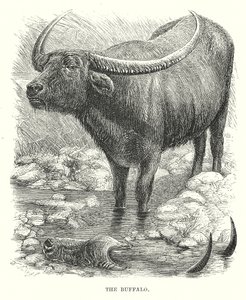The Buffalo by English School