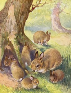 The Bunnies