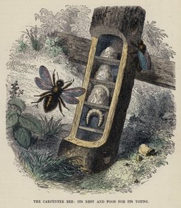 The Carpenter Bee, its Nest and Food for its Young by English School